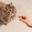 Супер премиум меко лакомство за котки  Carnilove Soft Snack Turkey with Catnip с пуешко месо и котешка мента  50 г